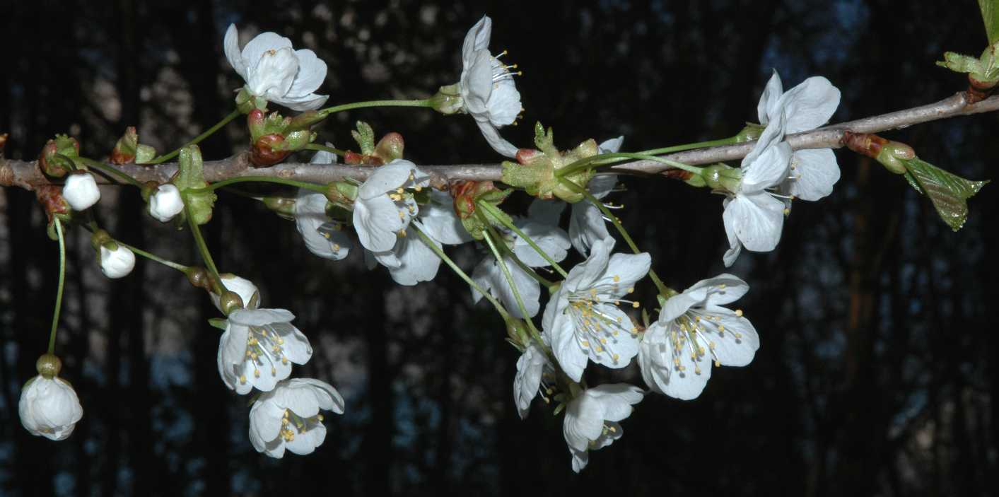 Rosaceae Prunus avium