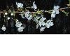 image of Prunus avium