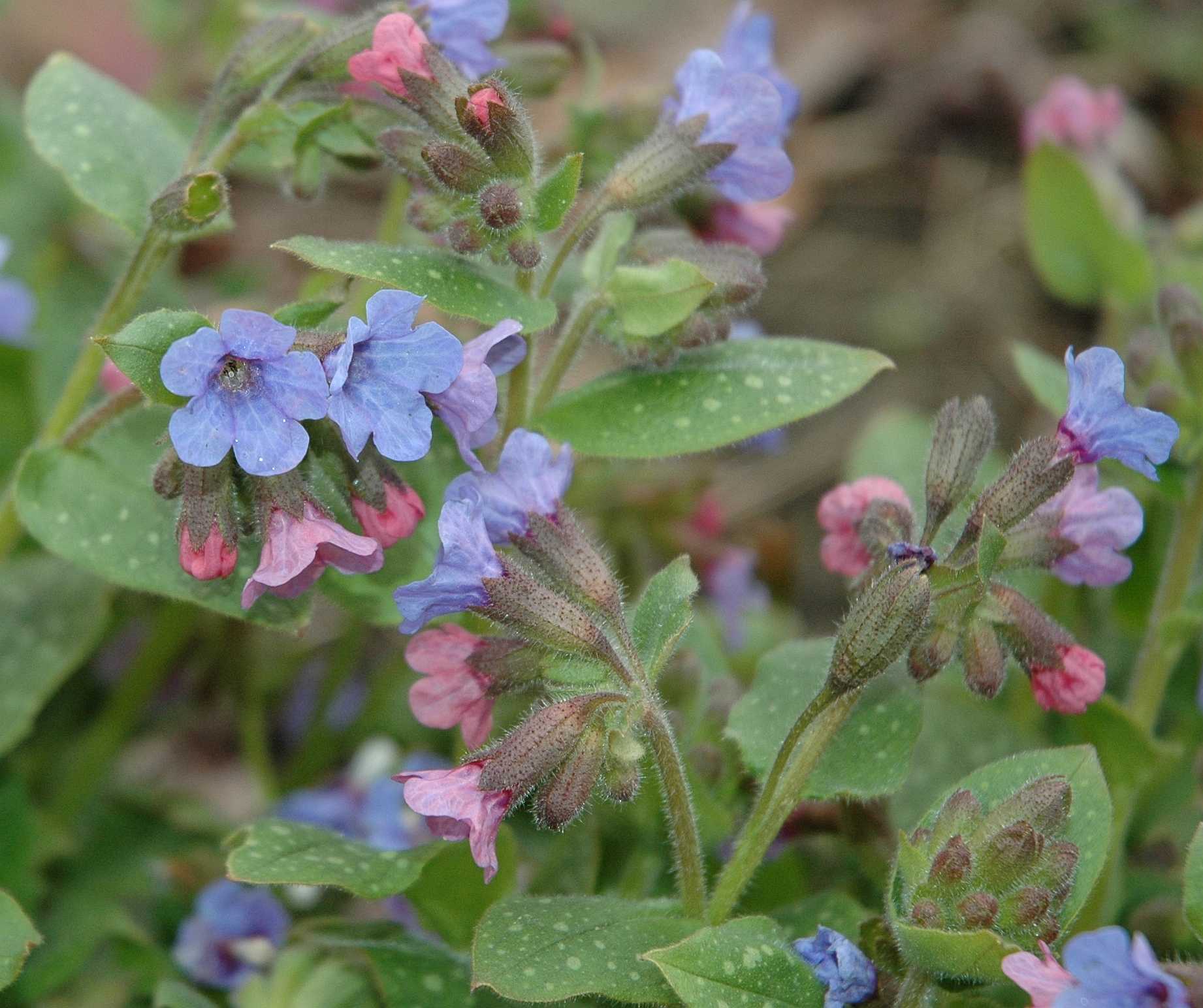 Boraginaceae Pulmonaria longifolia