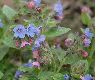 image of Pulmonaria longifolia