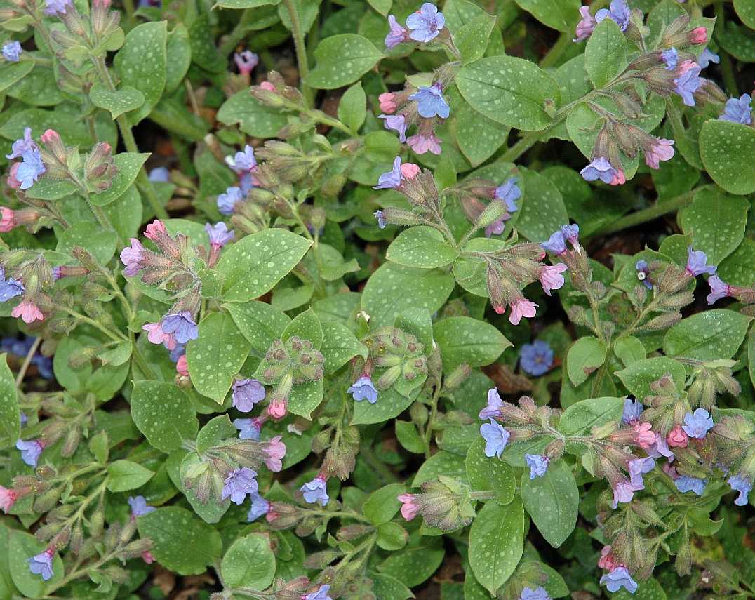 Boraginaceae Pulmonaria longifolia