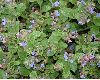 image of Pulmonaria longifolia