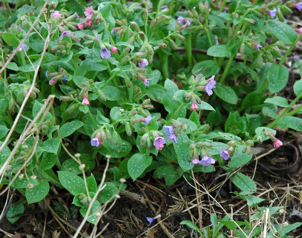 Boraginaceae Pulmonaria longifolia
