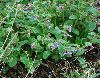 image of Pulmonaria longifolia