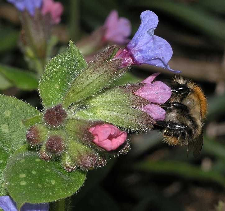 Boraginaceae Pulmonaria longifolia