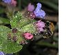 image of Pulmonaria longifolia