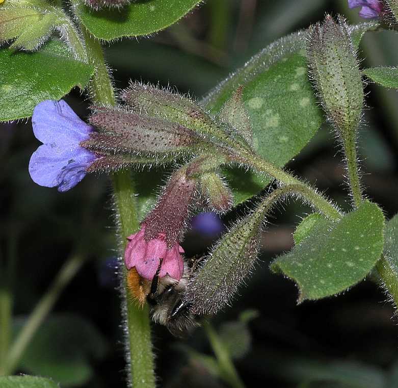 Boraginaceae Pulmonaria longifolia