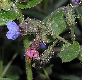 image of Pulmonaria longifolia