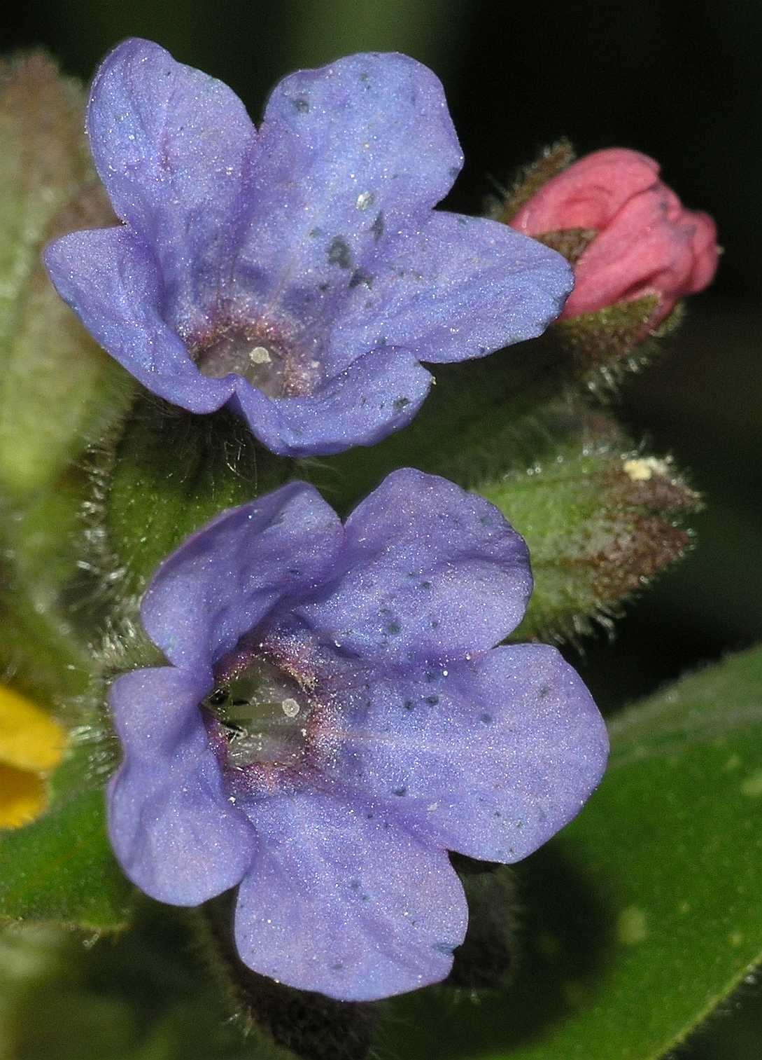 Boraginaceae Pulmonaria longifolia
