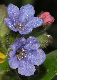 image of Pulmonaria longifolia