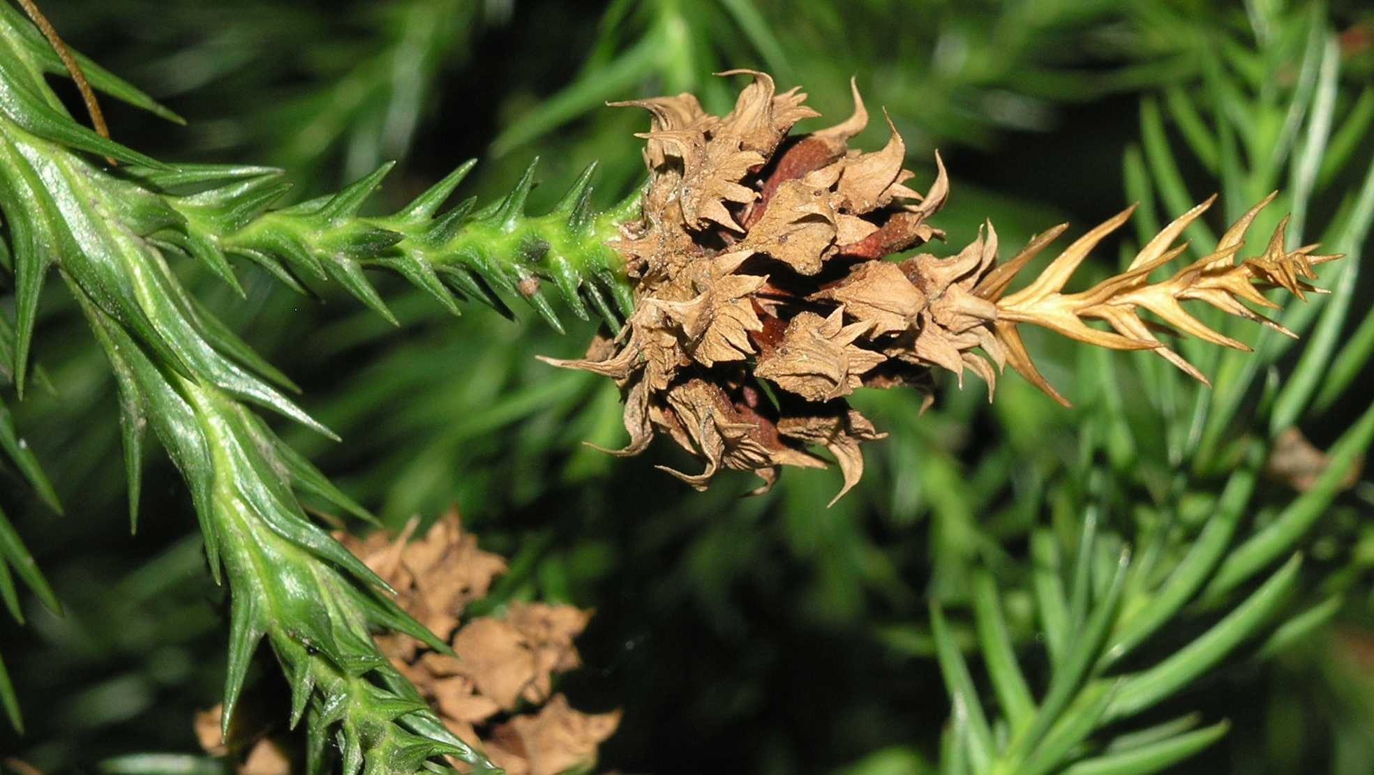 Cupressaceae Cryptomeria japonica