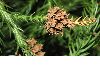 image of Cryptomeria japonica