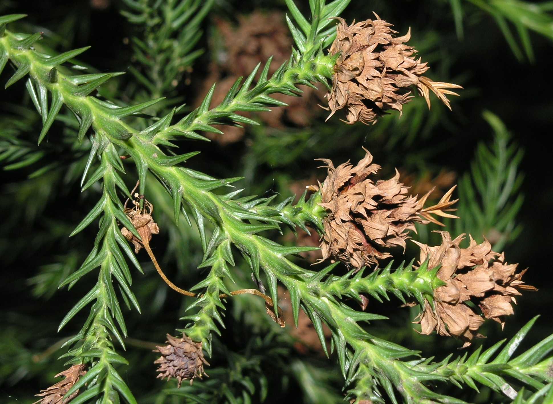Cupressaceae Cryptomeria japonica