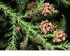 image of Cryptomeria japonica