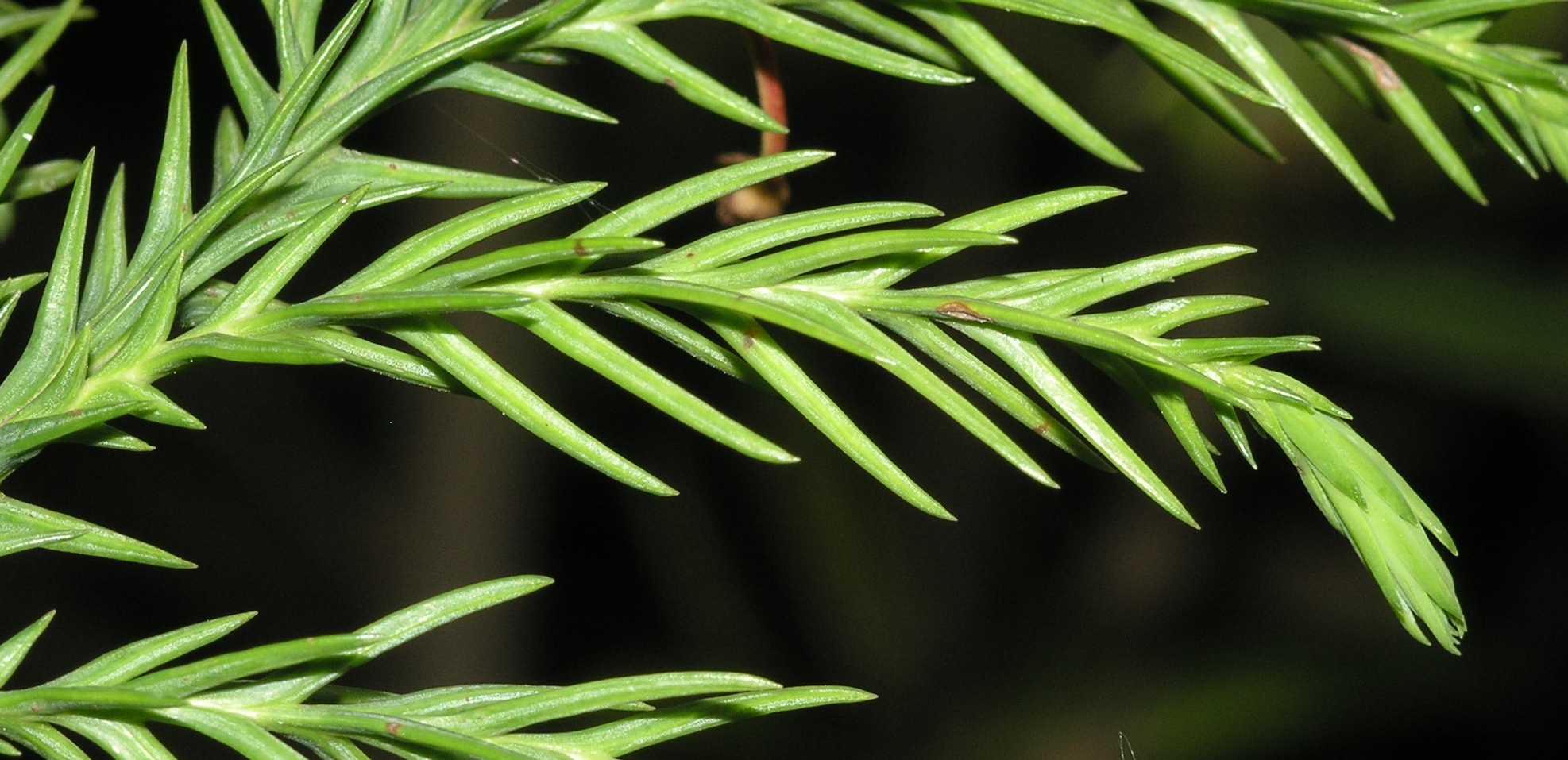 Cupressaceae Cryptomeria japonica