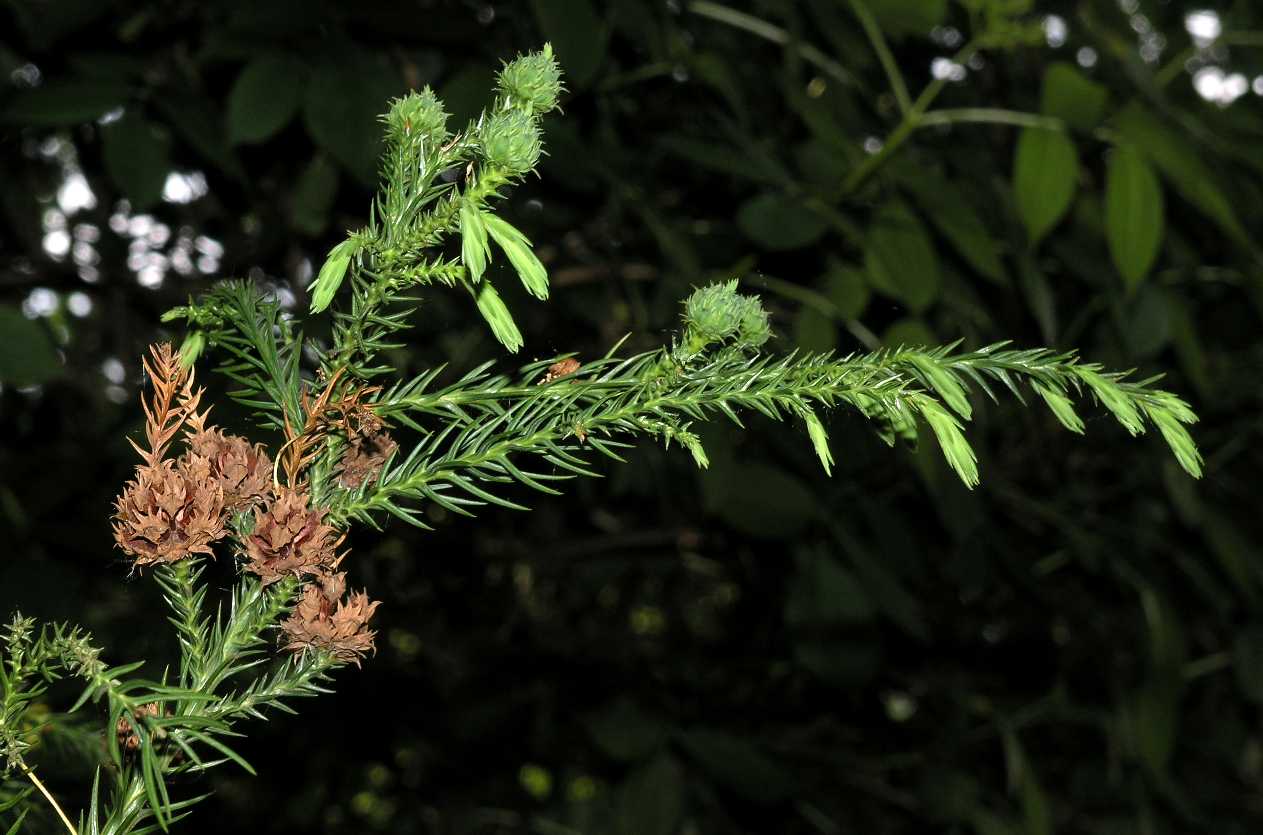 Cupressaceae Cryptomeria japonica
