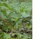 image of Mercurialis perennis