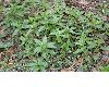 image of Mercurialis perennis