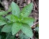 image of Mercurialis perennis