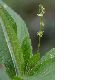 image of Mercurialis perennis