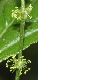 image of Mercurialis perennis