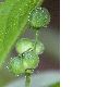 image of Mercurialis perennis