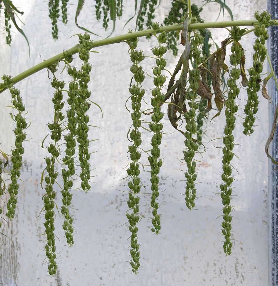 Datiscaceae Datisca cannabina