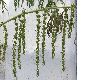 image of Datisca cannabina
