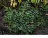 image of Datisca cannabina