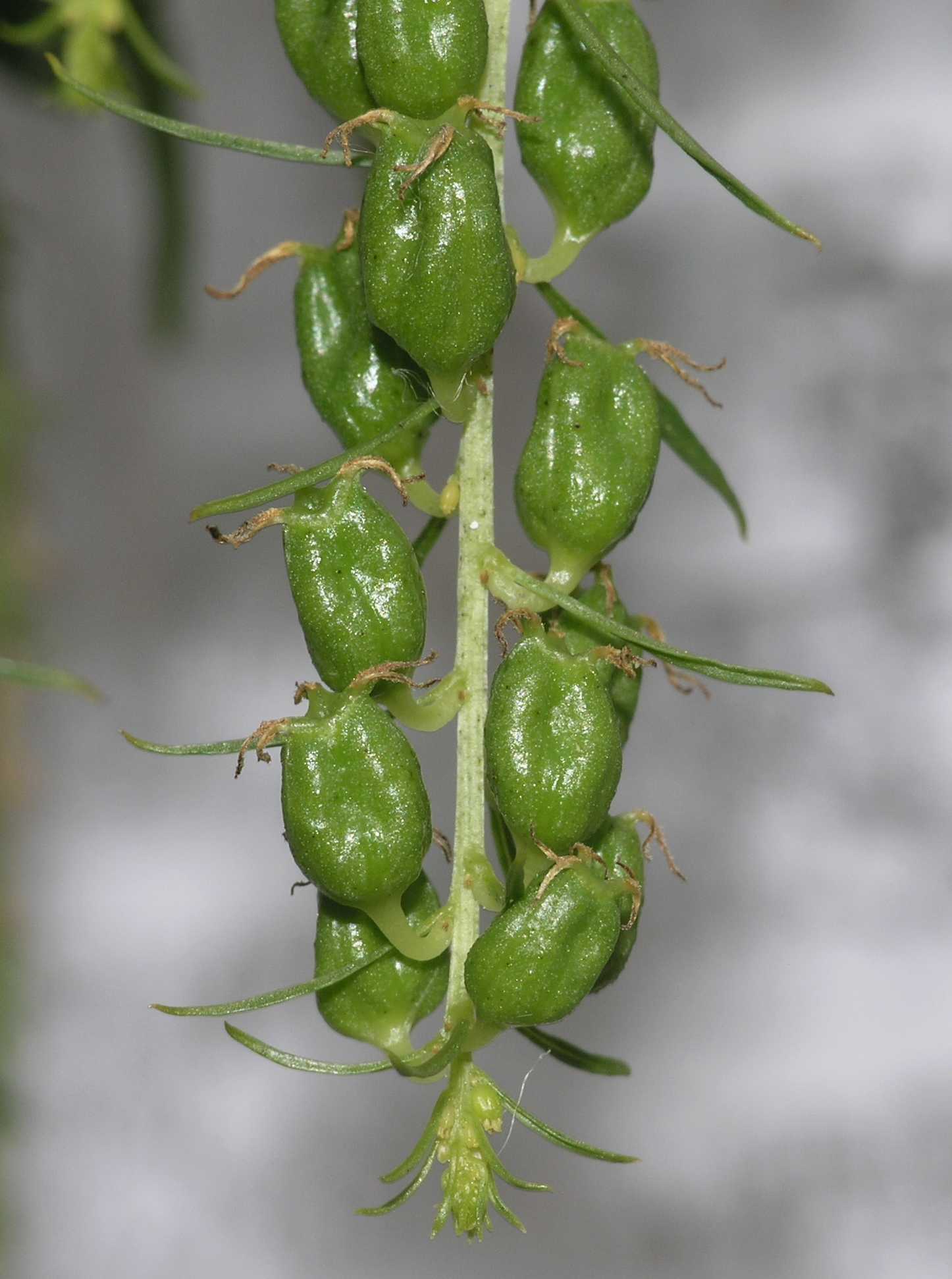 Datiscaceae Datisca cannabina