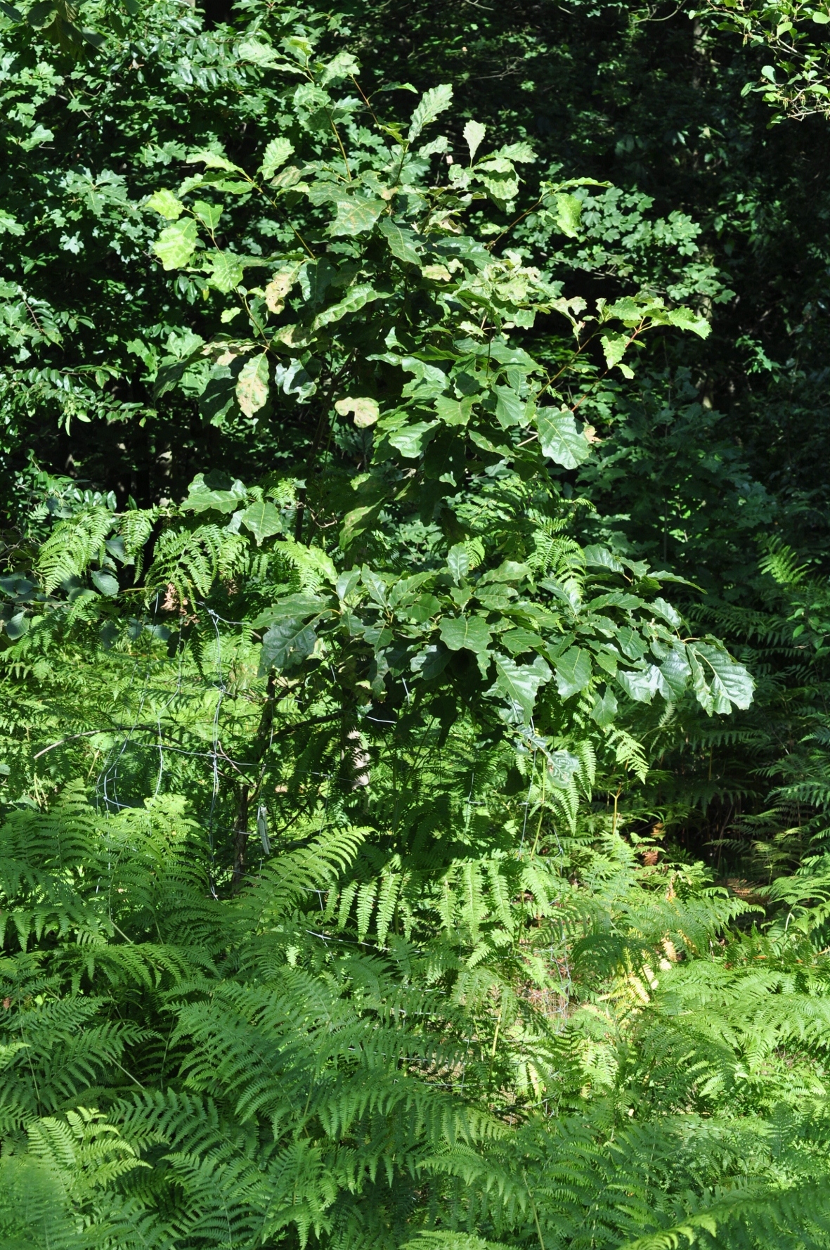 Fagaceae Quercus muehlenbergii