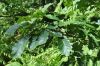 image of Quercus muehlenbergii