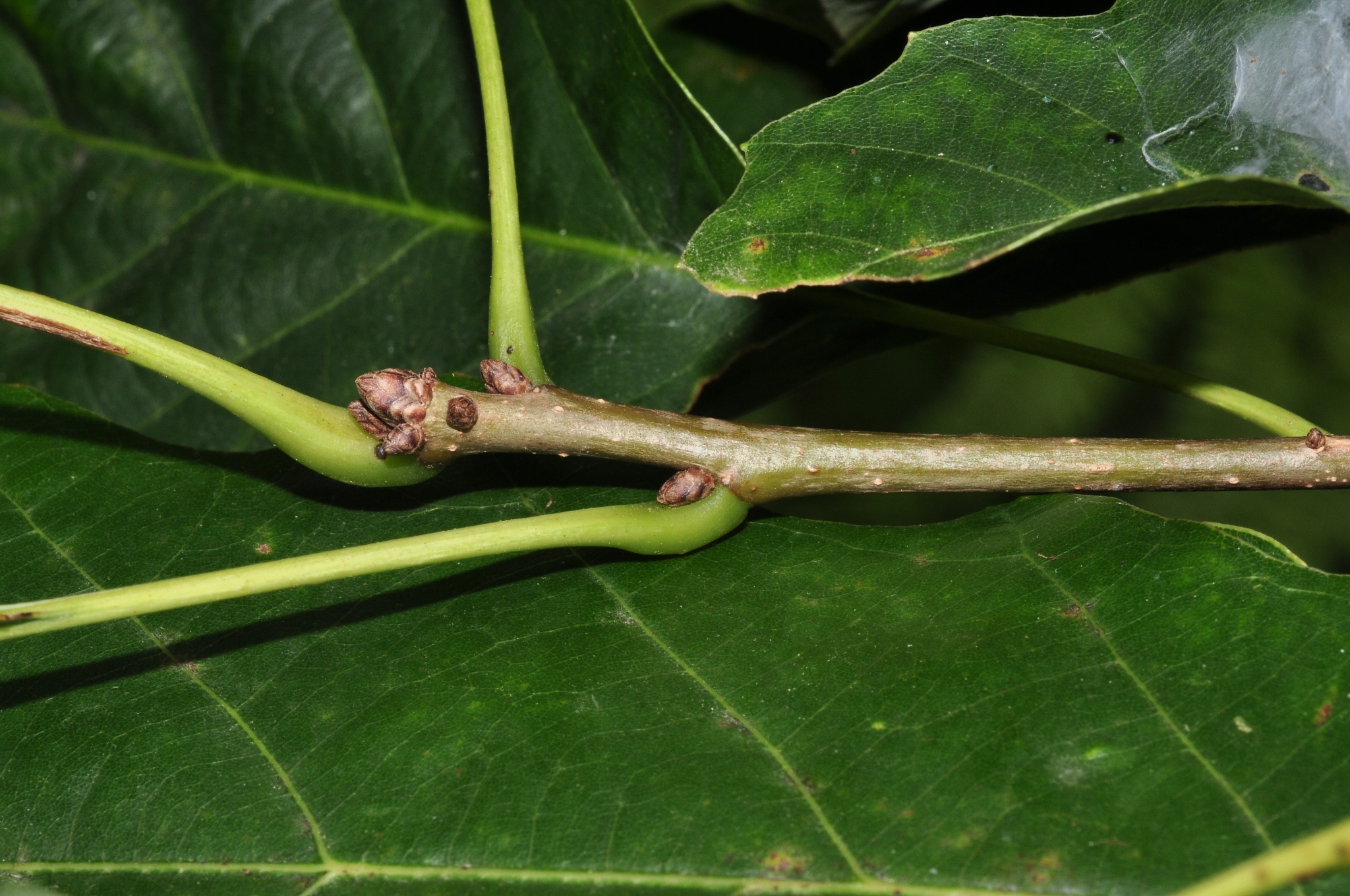 Fagaceae Quercus muehlenbergii