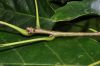 image of Quercus muehlenbergii
