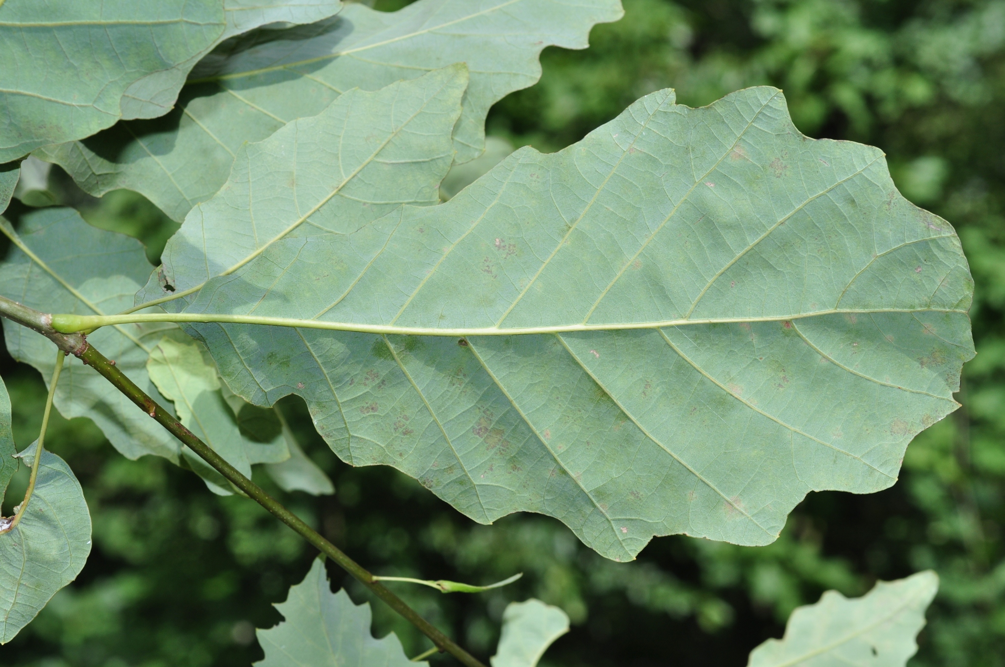 Fagaceae Quercus muehlenbergii