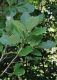 image of Quercus pontica