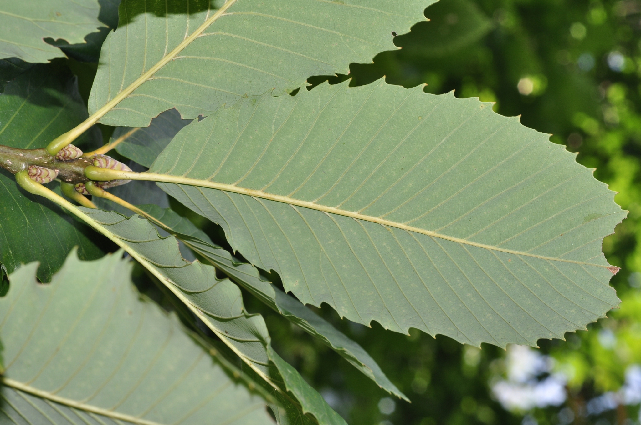 Fagaceae Quercus pontica