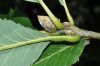 image of Quercus pontica