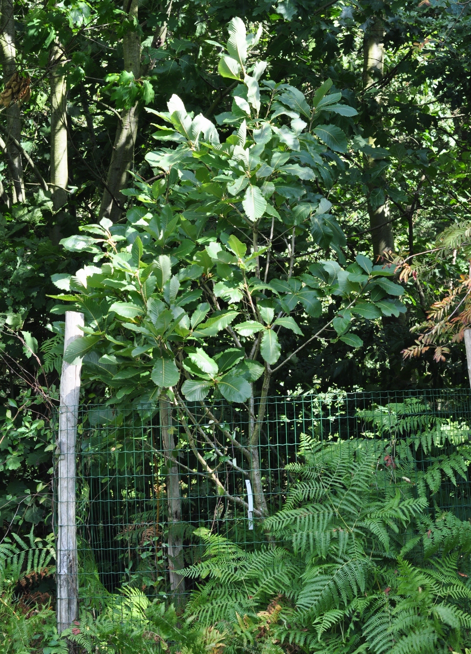 Fagaceae Quercus pontica