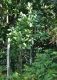 image of Quercus pontica