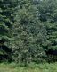image of Quercus frainetto