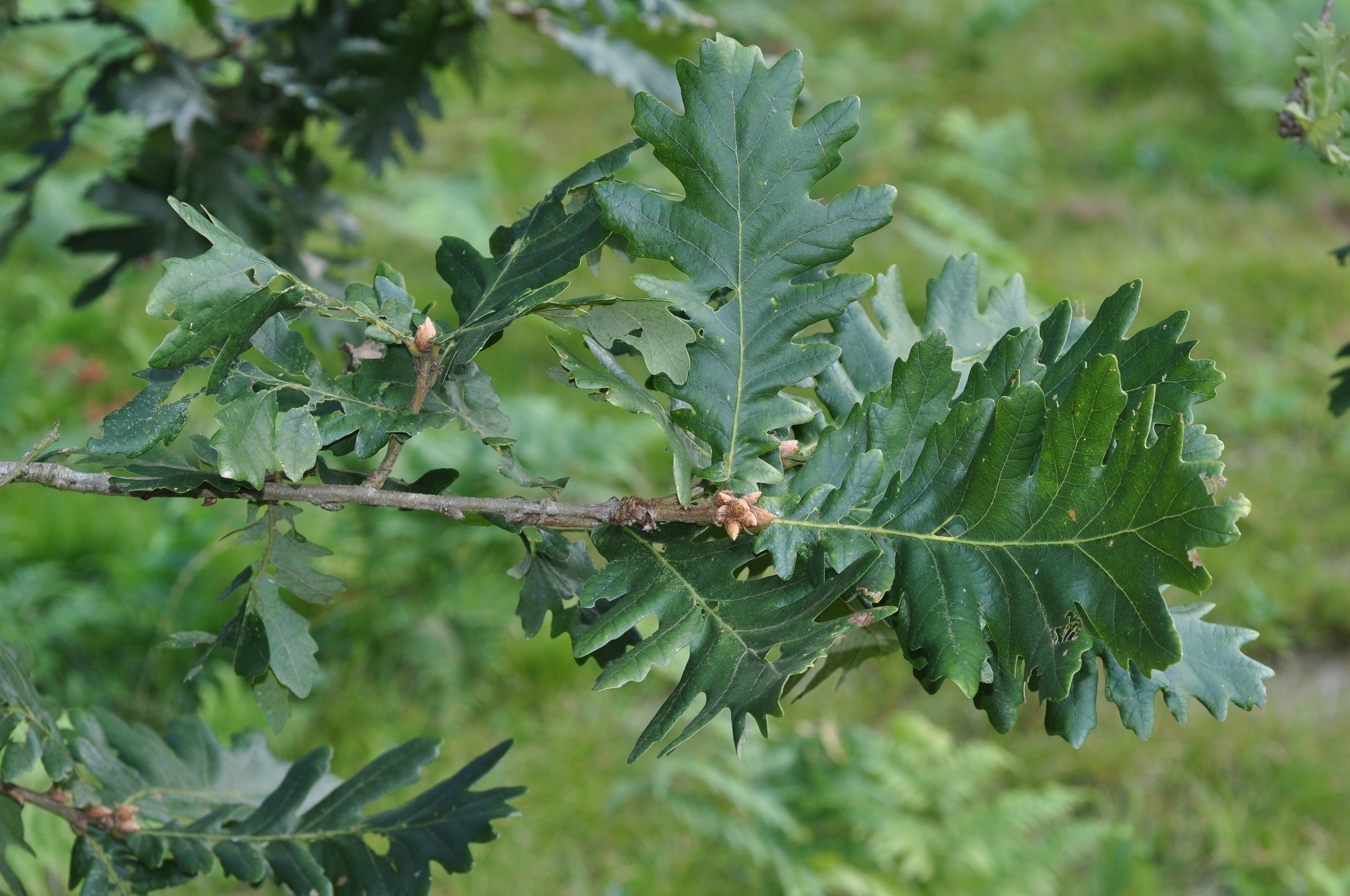 Fagaceae Quercus frainetto