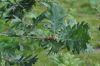 image of Quercus frainetto