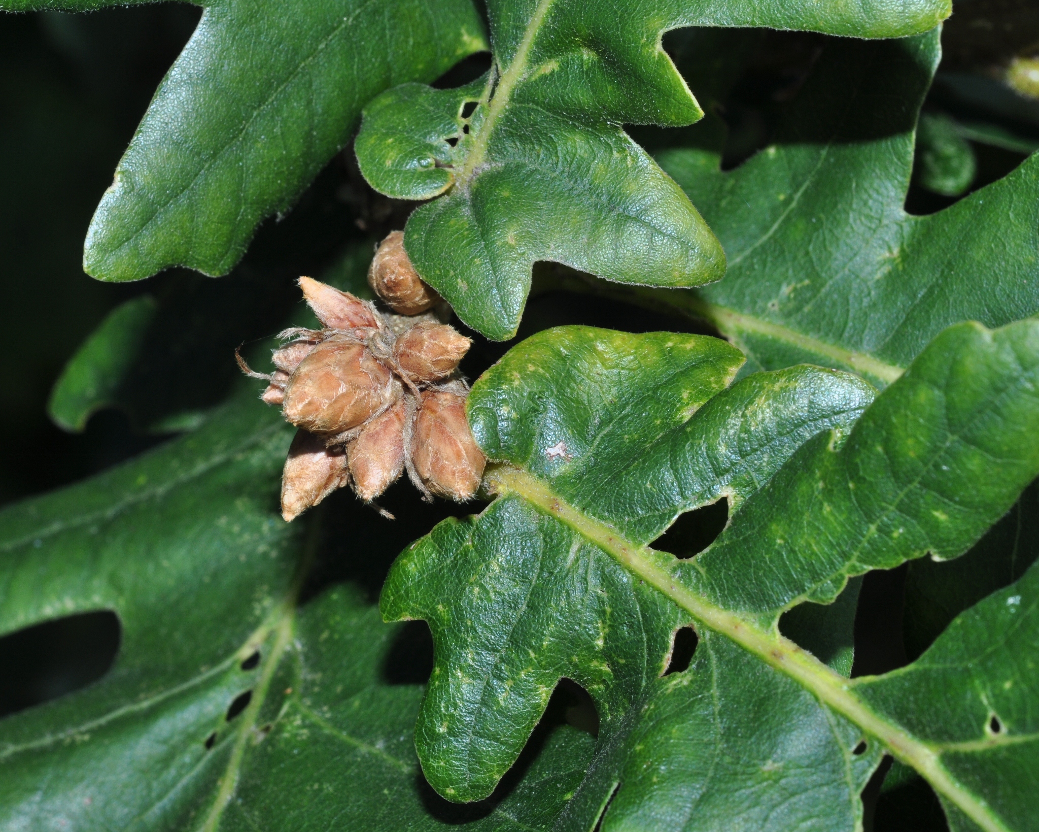 Fagaceae Quercus frainetto