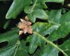 image of Quercus frainetto