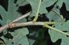 image of Quercus frainetto
