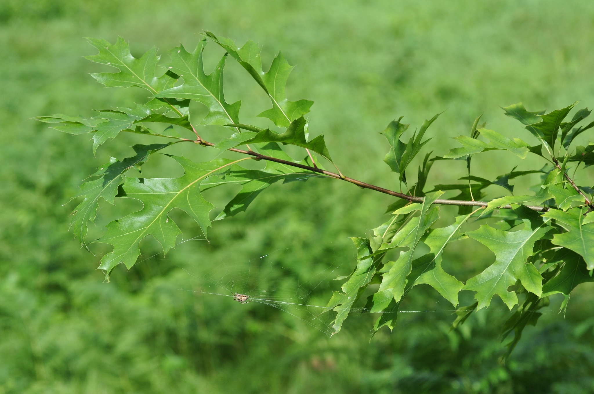 Fagaceae Quercus ilicifolia