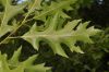 image of Quercus ilicifolia