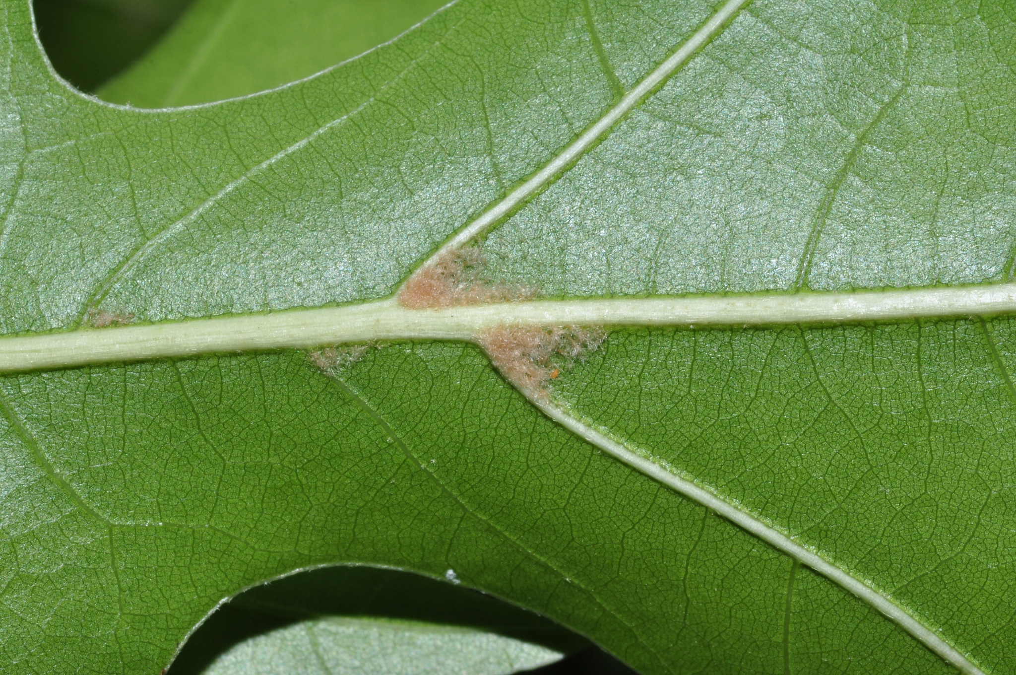 Fagaceae Quercus ilicifolia