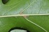 image of Quercus ilicifolia